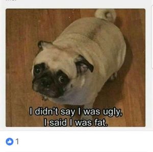 Meet your Posher, Betty